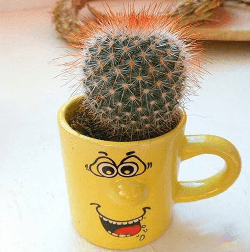 Marturie mini cactus