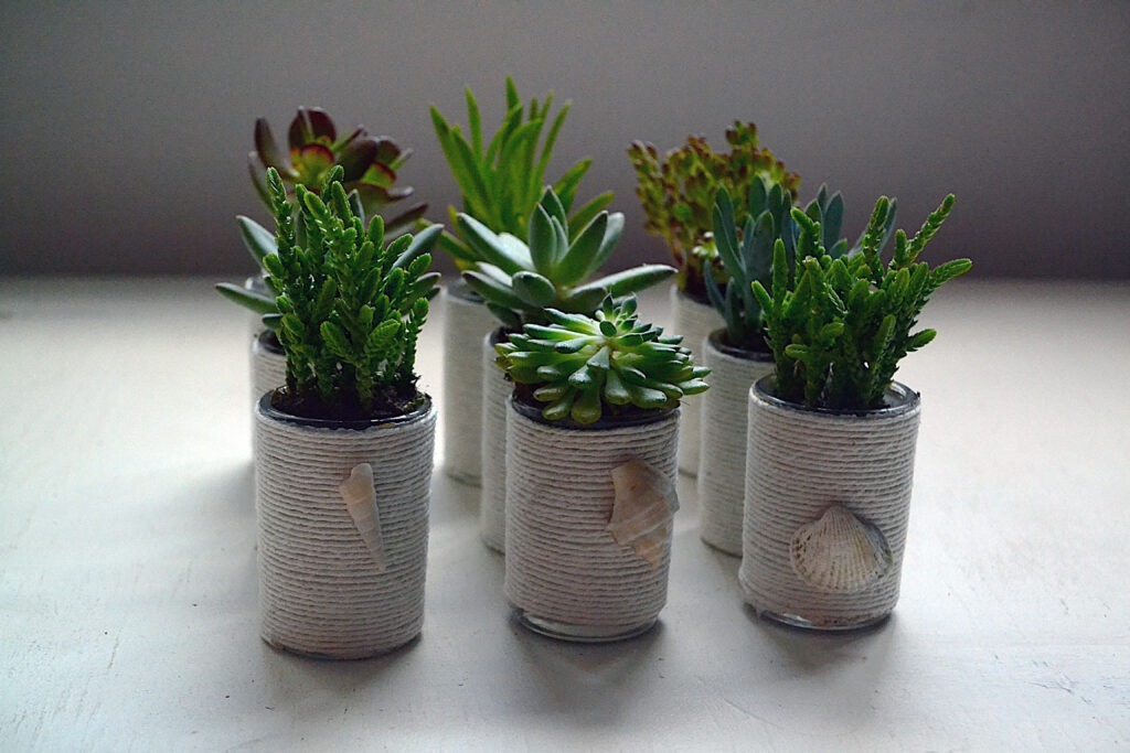 Ce este o suculentă